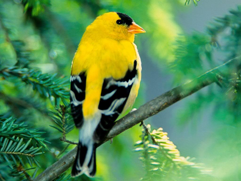 Những bức ảnh về thế giới loài chim đẹp nhất 2019
