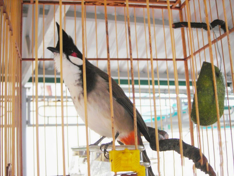 Cám chim chào mào "Không Gian Rừng", "Hạt cám đường ruột KGR", Cám chim cảnh,  thực phẩm cho chim, thức ăn cho chim. | Lazada.vn