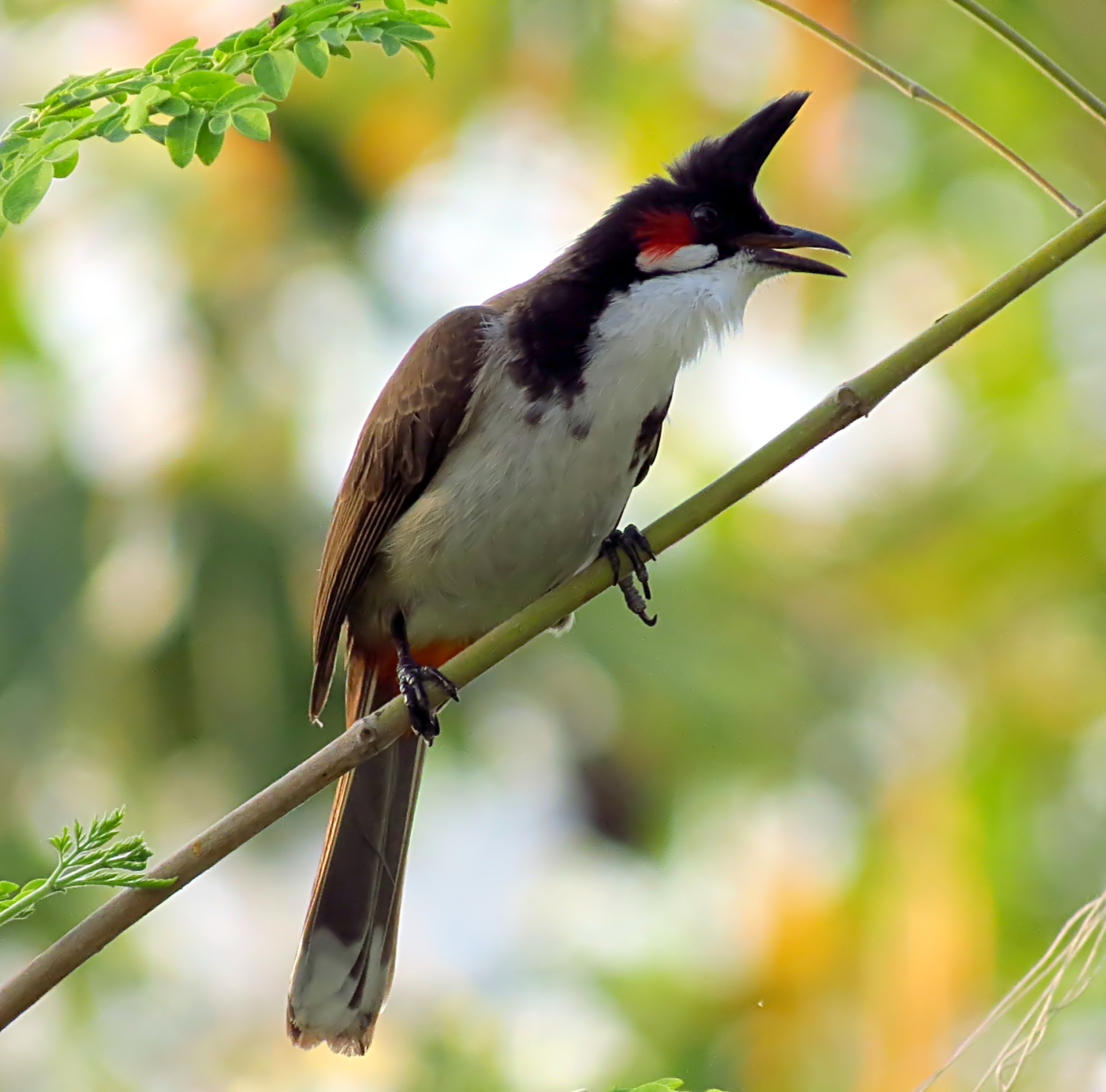 Top 10 Loài chim hiếm và đẹp nhất thế giới - toplist.vn